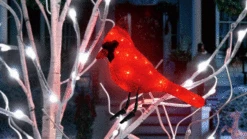 6" 10 LED Red Cardinal With Clipped Feet Battery Operated Set Of 3